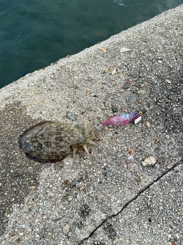コウイカの釣果