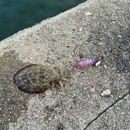 コウイカ
