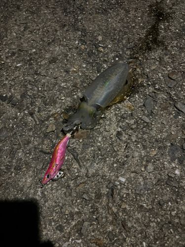 アオリイカの釣果