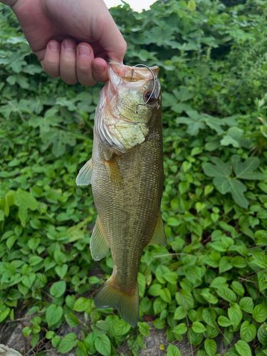 ブラックバスの釣果