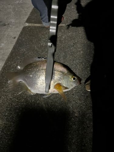 ウミタナゴの釣果