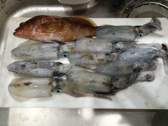 アオリイカの釣果