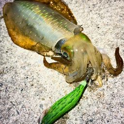 アオリイカ