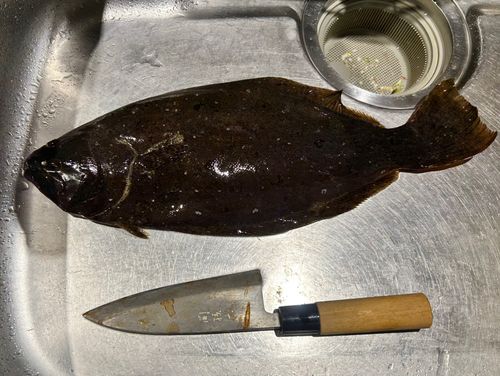 ヒラメの釣果