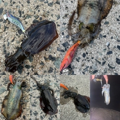 アオリイカの釣果