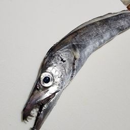 タチウオ
