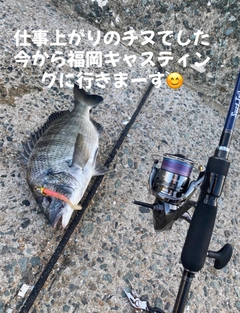 チヌの釣果