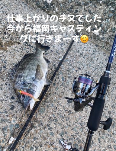 チヌの釣果