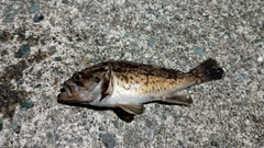 クロソイの釣果