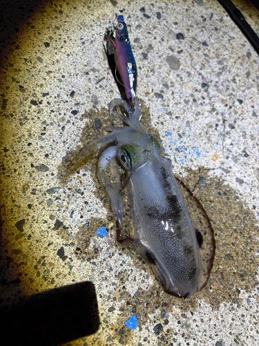 釣果