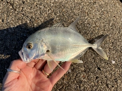 メッキの釣果