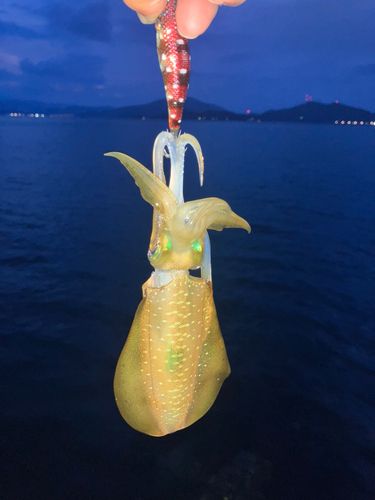 小浜湾