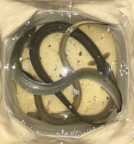 旧江戸川