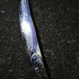 タチウオ