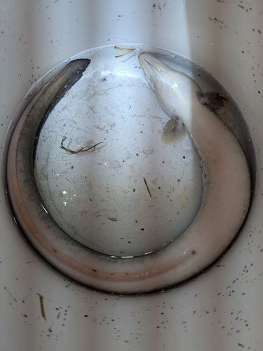 駿河湾