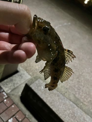 マハゼの釣果