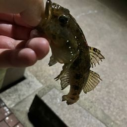 マハゼ