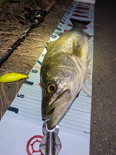 シーバスの釣果