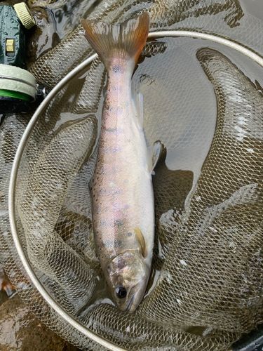 ヤマメの釣果