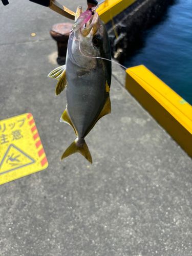 伊豆大島