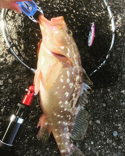 アコウの釣果