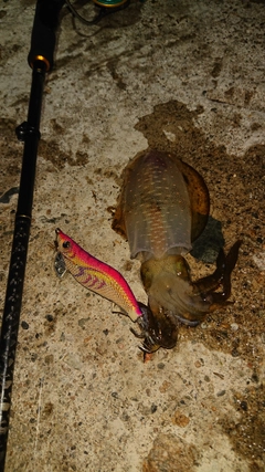 アオリイカの釣果