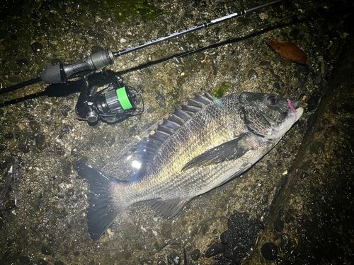 クロダイの釣果