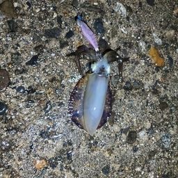 アオリイカ