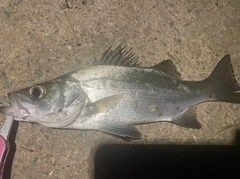 フッコ(ヒラスズキ)の釣果