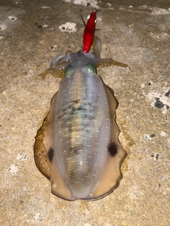 アオリイカの釣果