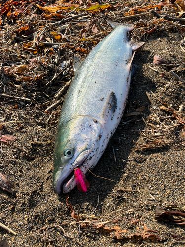 アキアジの釣果