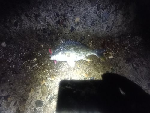 キビレの釣果