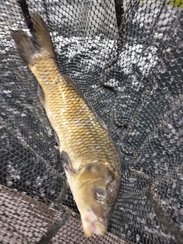 コイの釣果