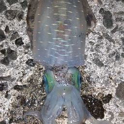 アオリイカ