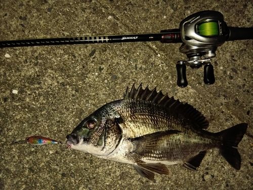 チヌの釣果