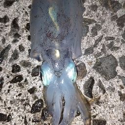 アオリイカ