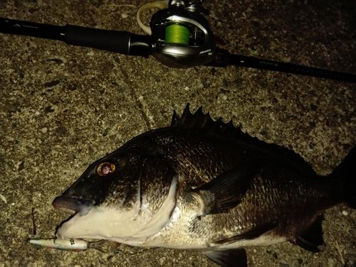 チヌの釣果