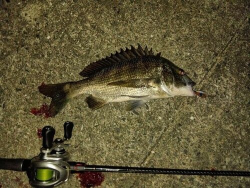 チヌの釣果