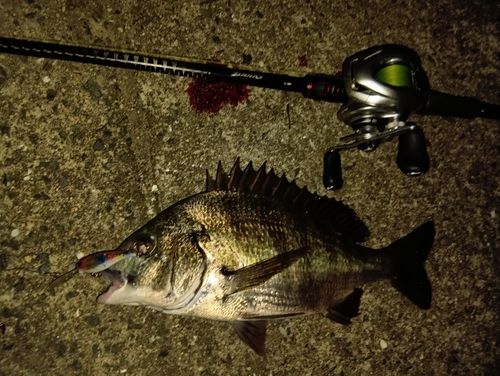 チヌの釣果
