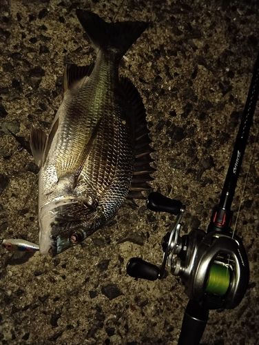 チヌの釣果