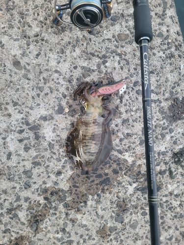 男鹿半島