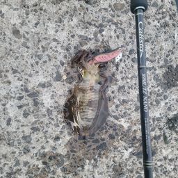 アオリイカ
