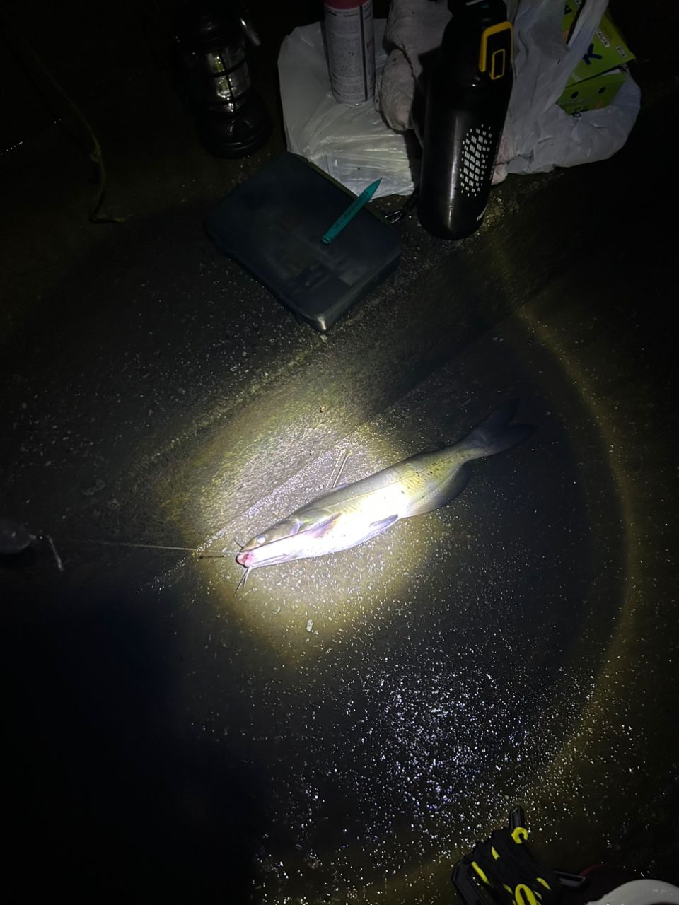 アメリカナマズ