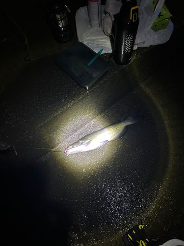アメリカナマズの釣果