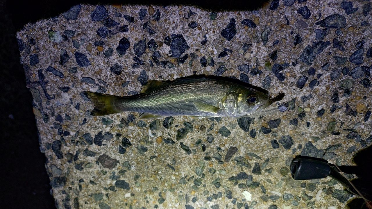 セイゴ（ヒラスズキ）