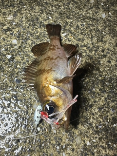 メバルの釣果