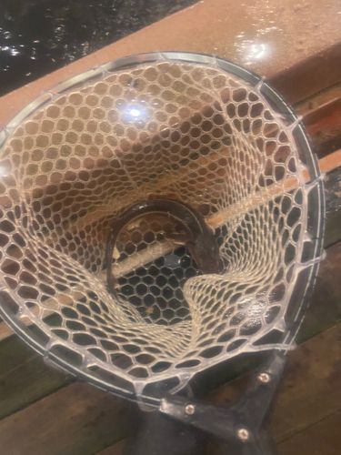 チョウザメの釣果