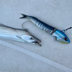 タチウオの釣果