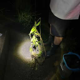 ウナギ