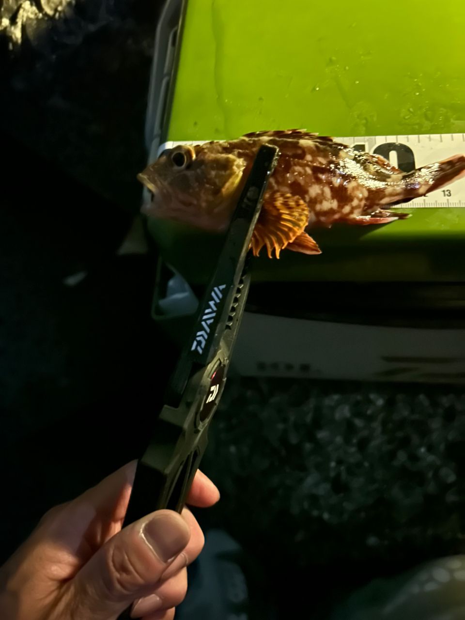 サバ